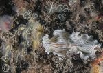 Candy-striped flatworm & light bulb ascidians