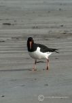 Oystercatcher 2