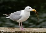 Herring gull & pipefish