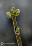 Frozen buds