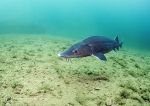 Sturgeon
