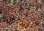 Jewel anemones - red