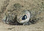 Flatfish eye