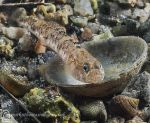 Goby on Limpet Shell