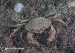 Velvet swimming crab 