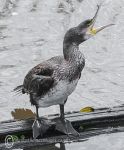 Cormorant