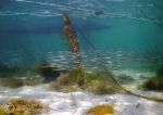 sand eels - Streamstown Bay