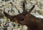 Sea Hare