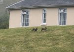 Irish hares 1