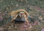Hermit crab 