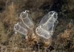 Light bulb ascidians