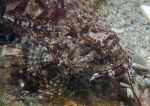 Long-spined scorpionfish