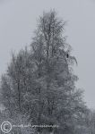 Frosted tree & crow