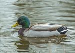 Mallard - male