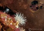 Sea loch anemone 