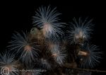 Sea loch anemones