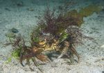 Shore crab - camouflaged