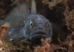Black goby
