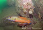 male cuckoo wrasse