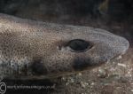 Lesser-spotted catshark