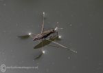 Pond skater