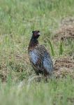 Wild pheasant - Connemara