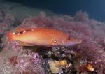 female cuckoo wrasse