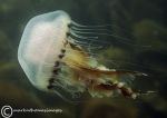 Compass jellyfish