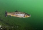 Brown trout - green water