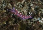 Violet Sea Slug