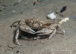Swimming crab