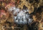 Cluster anemones