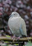 Collared dove