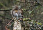 Grey squirrel