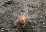 Pink-spotted sea cucumber