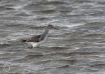 Spotted redshank