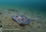 Thornback ray