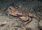 Swimming crab