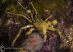 Sponge spider crab