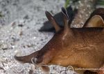 Sea Hare