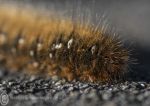 Oak Eggar Moth Caterpillar