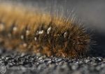 Oak Eggar Moth Caterpillar