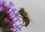 Hover fly on lavender