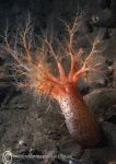 Pink spotted sea cucumber