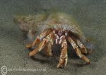 Common hermit crab