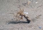 Sand mason worm