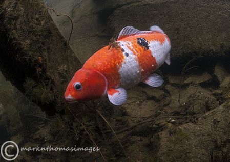 Carp - orange 2