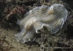 Candy-striped flatworm 1