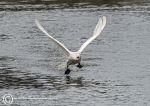 Mute swan take off 2