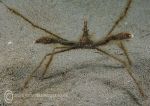 Long-legged Spider Crab - Criccieth